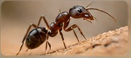 Ant control service