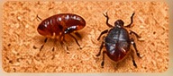 Flea and tick control
