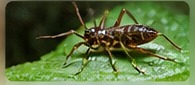 General pest control