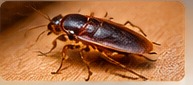Roach control service