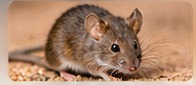 Rodent control service
