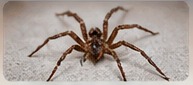 Spider control