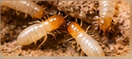 Termite control service